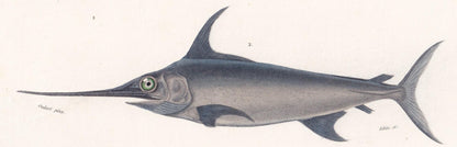 1861 MACKEREL & SWORDFISH Fish Print - Hand-Coloured Antique Print - Orbigny - Fishing Art - Gift Decor - 9.75 x 5.75 Inches