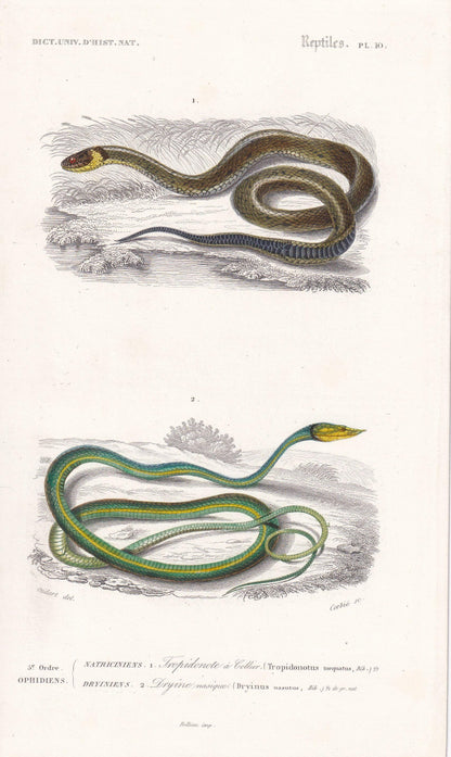 1861 GRASS SNAKE & Green Adder - Hand-Coloured Antique Print - Orbigny - Snake Wall Art - Gift Decor - 5.75 x 9.75 Inches