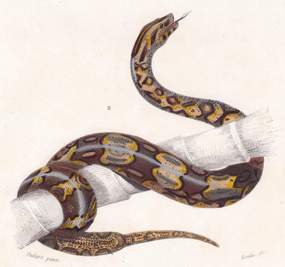 1861 ERYX & BOA CONSTRICTOR Snake - Hand-Coloured Antique Print - Orbigny - Snake Wall Art - Gift Decor - 5.75 x 9.75 Inches