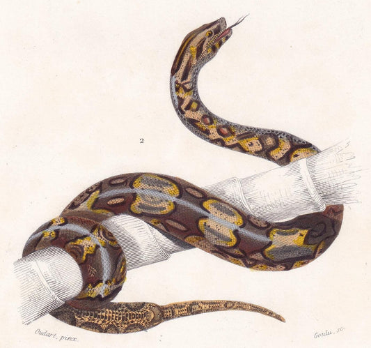 1861 ERYX & BOA CONSTRICTOR Snake - Hand-Coloured Antique Print - Orbigny - Snake Wall Art - Gift Decor - 5.75 x 9.75 Inches