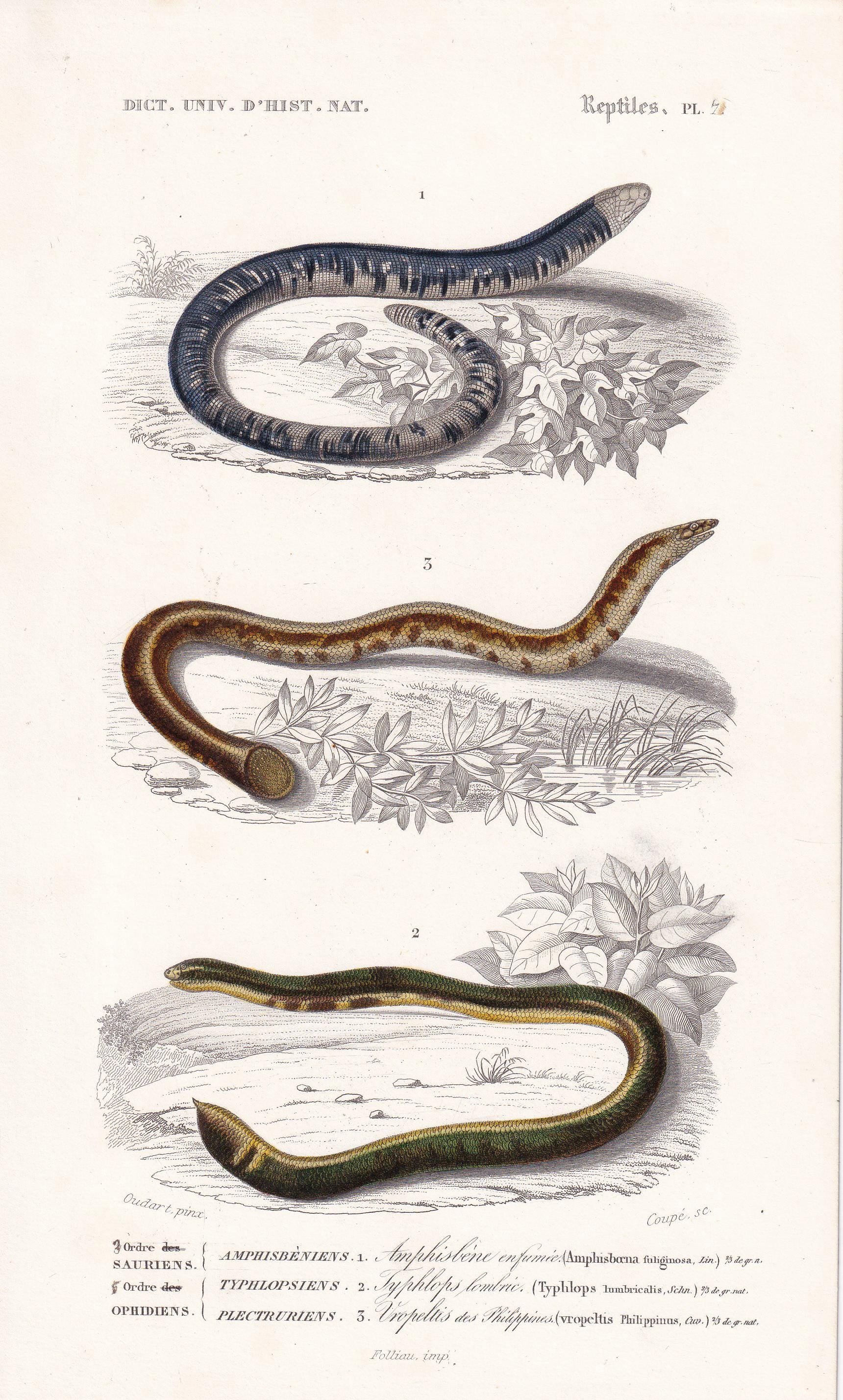 1861 Spotted Worm & Blind Snake - Hand-Coloured Antique Print - Orbigny - Snake Wall Art - Gift Decor - 5.75 x 9.75 Inches