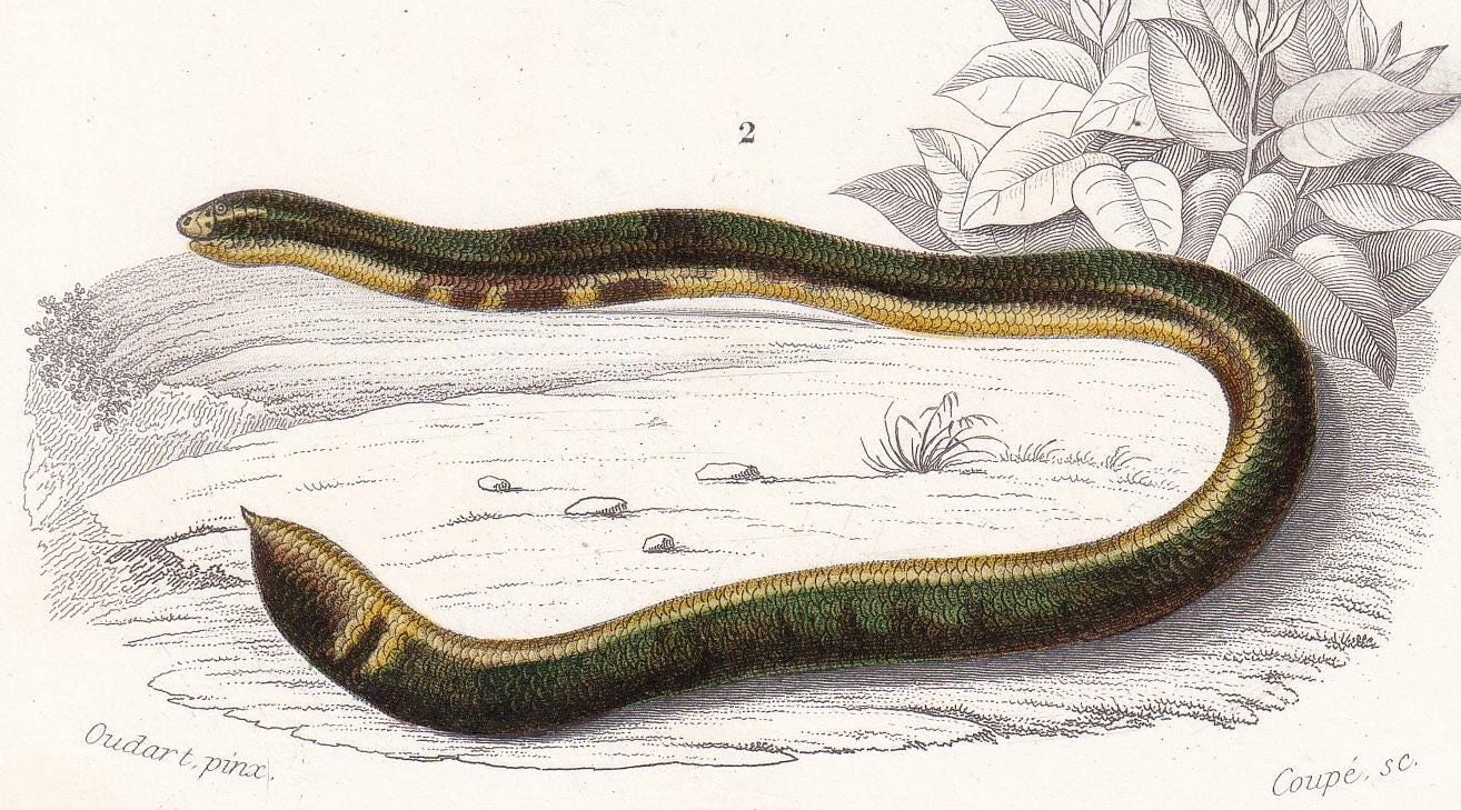 1861 Spotted Worm & Blind Snake - Hand-Coloured Antique Print - Orbigny - Snake Wall Art - Gift Decor - 5.75 x 9.75 Inches