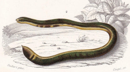 1861 Spotted Worm & Blind Snake - Hand-Coloured Antique Print - Orbigny - Snake Wall Art - Gift Decor - 5.75 x 9.75 Inches