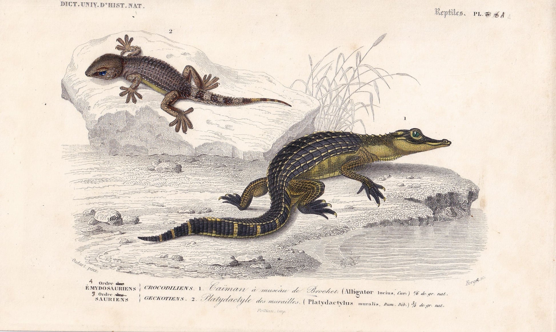 1861 ALLIGATOR & WALL GECKO - Hand-Coloured Antique Print - Orbigny - Lizard Wall Art - Gift Decor - 9.75 x 5.75 Inches