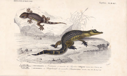 1861 ALLIGATOR & WALL GECKO - Hand-Coloured Antique Print - Orbigny - Lizard Wall Art - Gift Decor - 9.75 x 5.75 Inches
