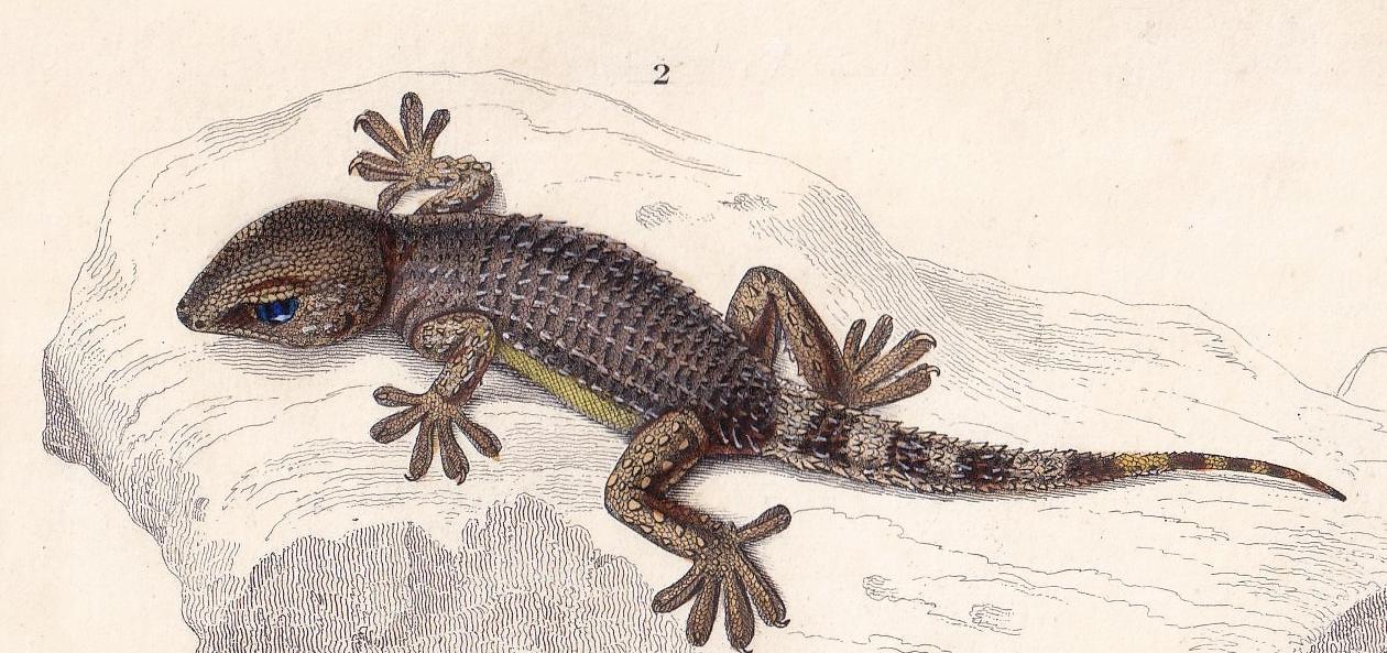 1861 ALLIGATOR & WALL GECKO - Hand-Coloured Antique Print - Orbigny - Lizard Wall Art - Gift Decor - 9.75 x 5.75 Inches