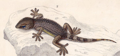 1861 ALLIGATOR & WALL GECKO - Hand-Coloured Antique Print - Orbigny - Lizard Wall Art - Gift Decor - 9.75 x 5.75 Inches
