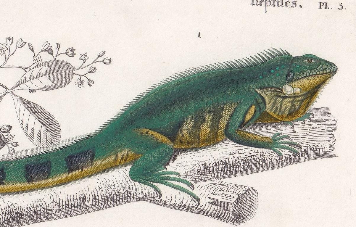 1861 IGUANA & GREEN LIZARD - Hand-Coloured Antique Print - Orbigny - Lizard Wall Art - Gift Decor - 9.75 x 5.75 Inches