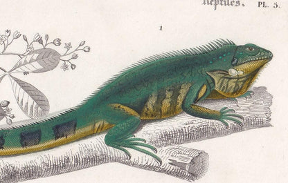 1861 IGUANA & GREEN LIZARD - Hand-Coloured Antique Print - Orbigny - Lizard Wall Art - Gift Decor - 9.75 x 5.75 Inches