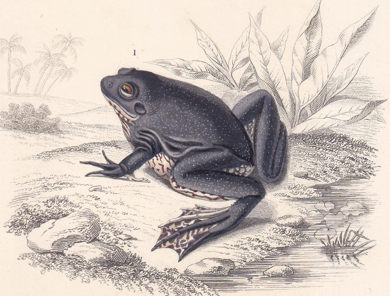 1861 PARADOXICAL FROG & Tree Frog - Hand-Coloured Antique Print - Orbigny - Amphibian Wall Art - Gift Decor - 5.75 x 9.75 Inches