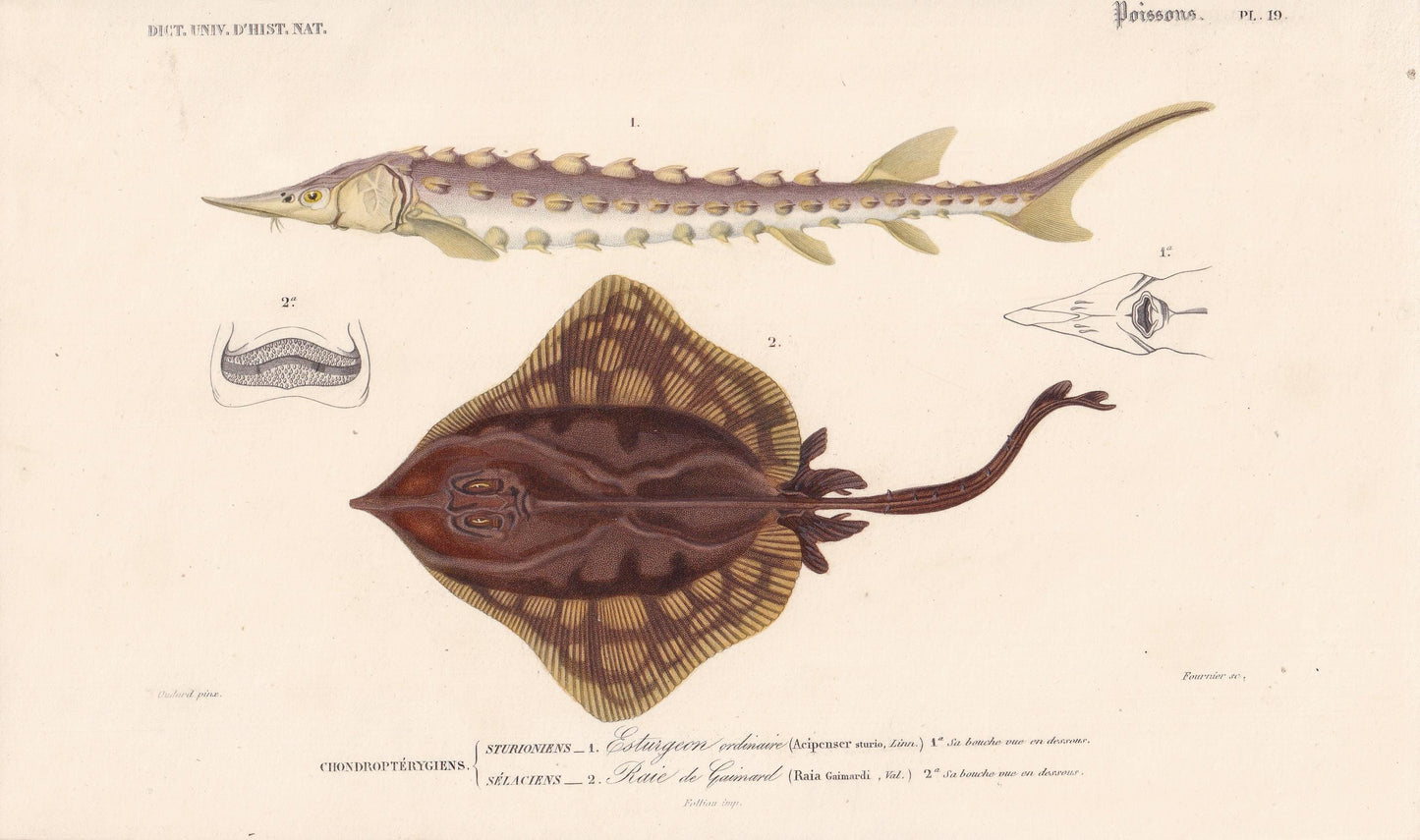 1861 STURGEON & SKATE FISH Print - Hand-Coloured Antique Print - Orbigny - Fishing Art - Gift Decor - 9.75 x 5.75 Inches