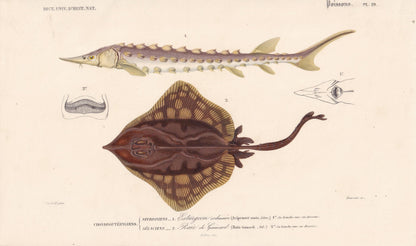 1861 STURGEON & SKATE FISH Print - Hand-Coloured Antique Print - Orbigny - Fishing Art - Gift Decor - 9.75 x 5.75 Inches