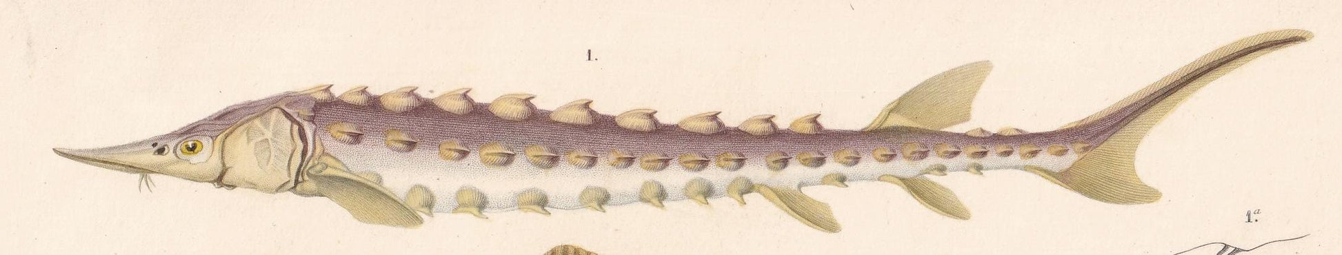 1861 STURGEON & SKATE FISH Print - Hand-Coloured Antique Print - Orbigny - Fishing Art - Gift Decor - 9.75 x 5.75 Inches