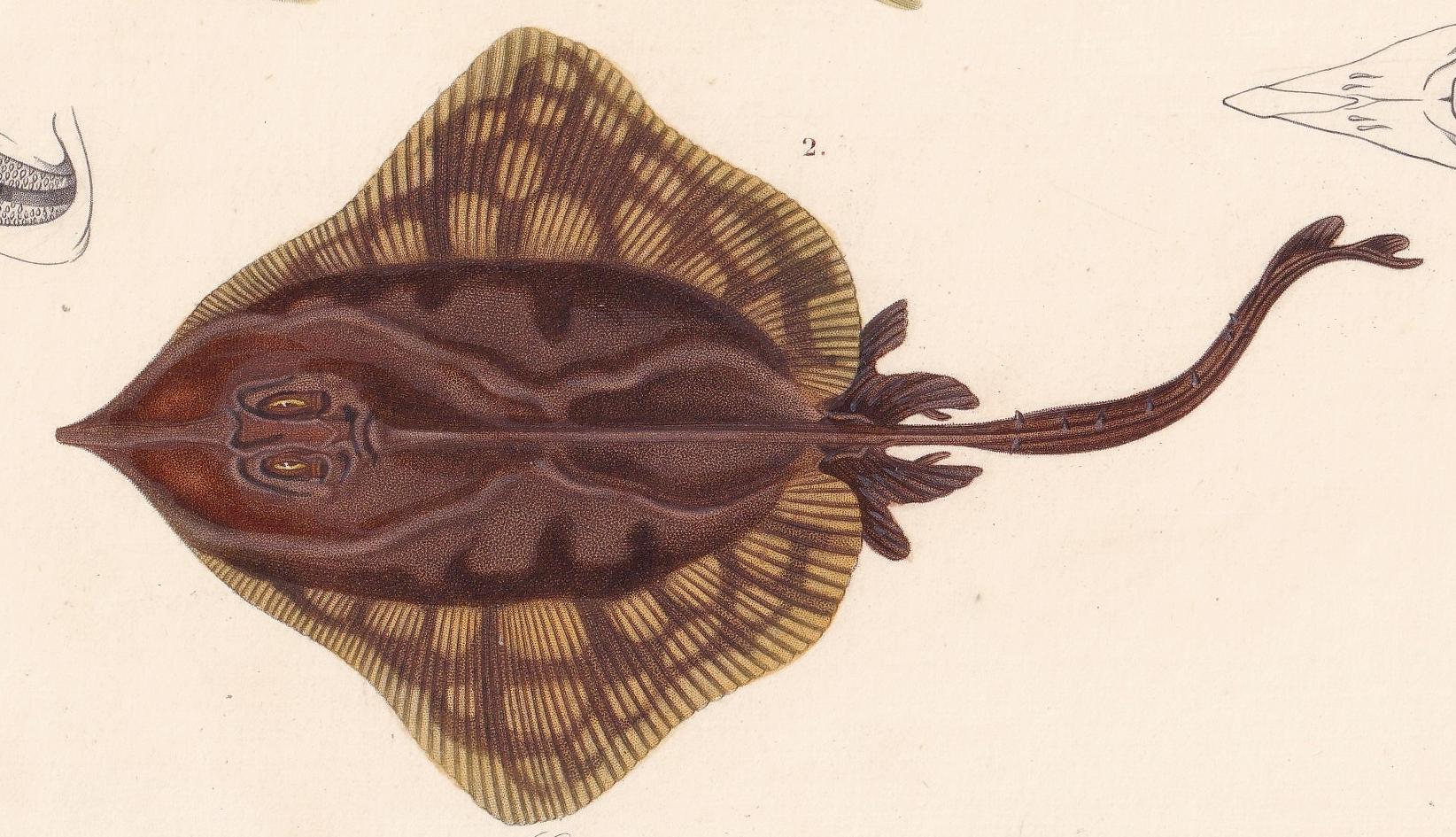 1861 STURGEON & SKATE FISH Print - Hand-Coloured Antique Print - Orbigny - Fishing Art - Gift Decor - 9.75 x 5.75 Inches