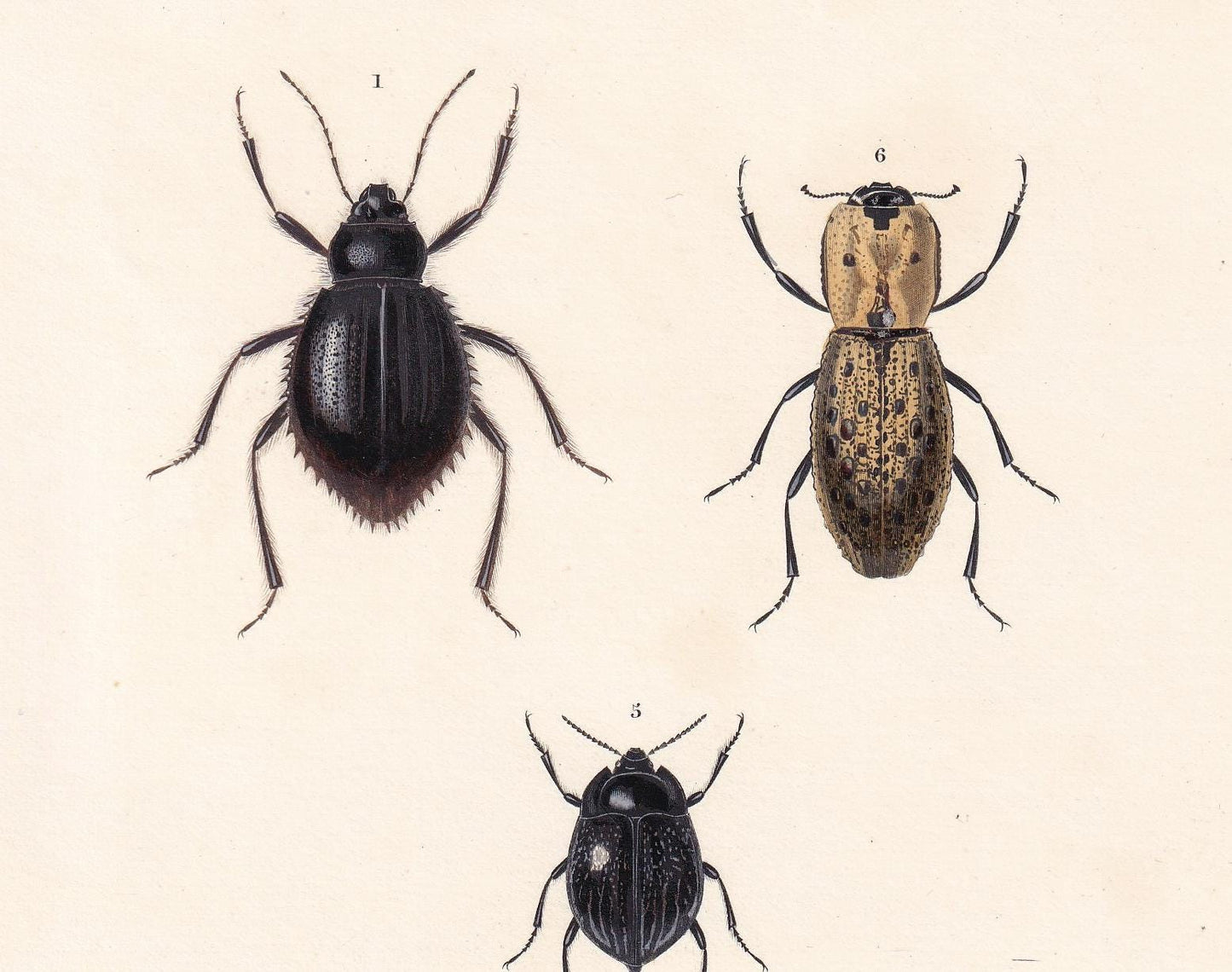 1861 DARKLING BEETLES Print - Hand-Coloured Antique Print - Orbigny - Insect Wall Art - Gift Decor - 5.75 x 9.75 Inches