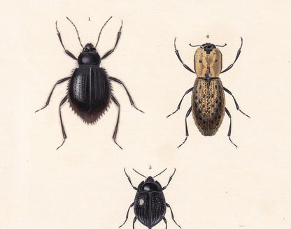 1861 DARKLING BEETLES Print - Hand-Coloured Antique Print - Orbigny - Insect Wall Art - Gift Decor - 5.75 x 9.75 Inches