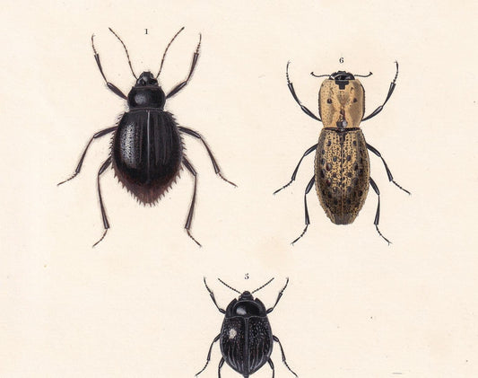 1861 DARKLING BEETLES Print - Hand-Coloured Antique Print - Orbigny - Insect Wall Art - Gift Decor - 5.75 x 9.75 Inches