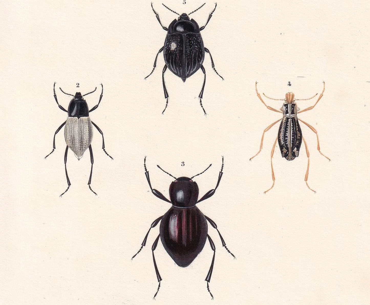 1861 DARKLING BEETLES Print - Hand-Coloured Antique Print - Orbigny - Insect Wall Art - Gift Decor - 5.75 x 9.75 Inches