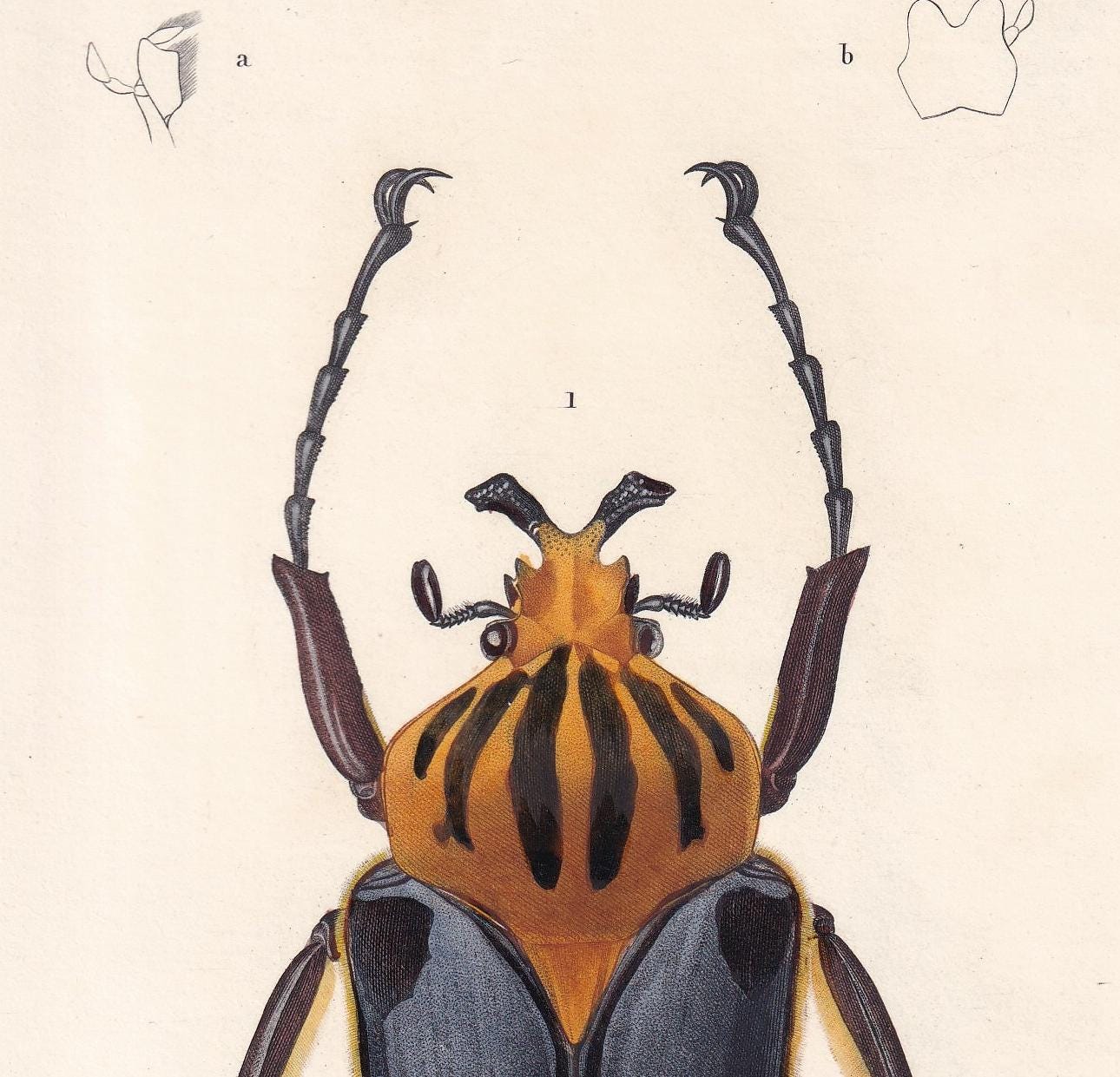 1861 GOLIATH BEETLE Print - Hand-Coloured Antique Print - Orbigny - Insect Wall Art - Gift Decor - 5.75 x 9.75 Inches