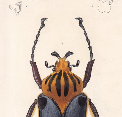 1861 GOLIATH BEETLE Print - Hand-Coloured Antique Print - Orbigny - Insect Wall Art - Gift Decor - 5.75 x 9.75 Inches