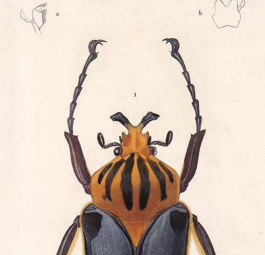 1861 GOLIATH BEETLE Print - Hand-Coloured Antique Print - Orbigny - Insect Wall Art - Gift Decor - 5.75 x 9.75 Inches