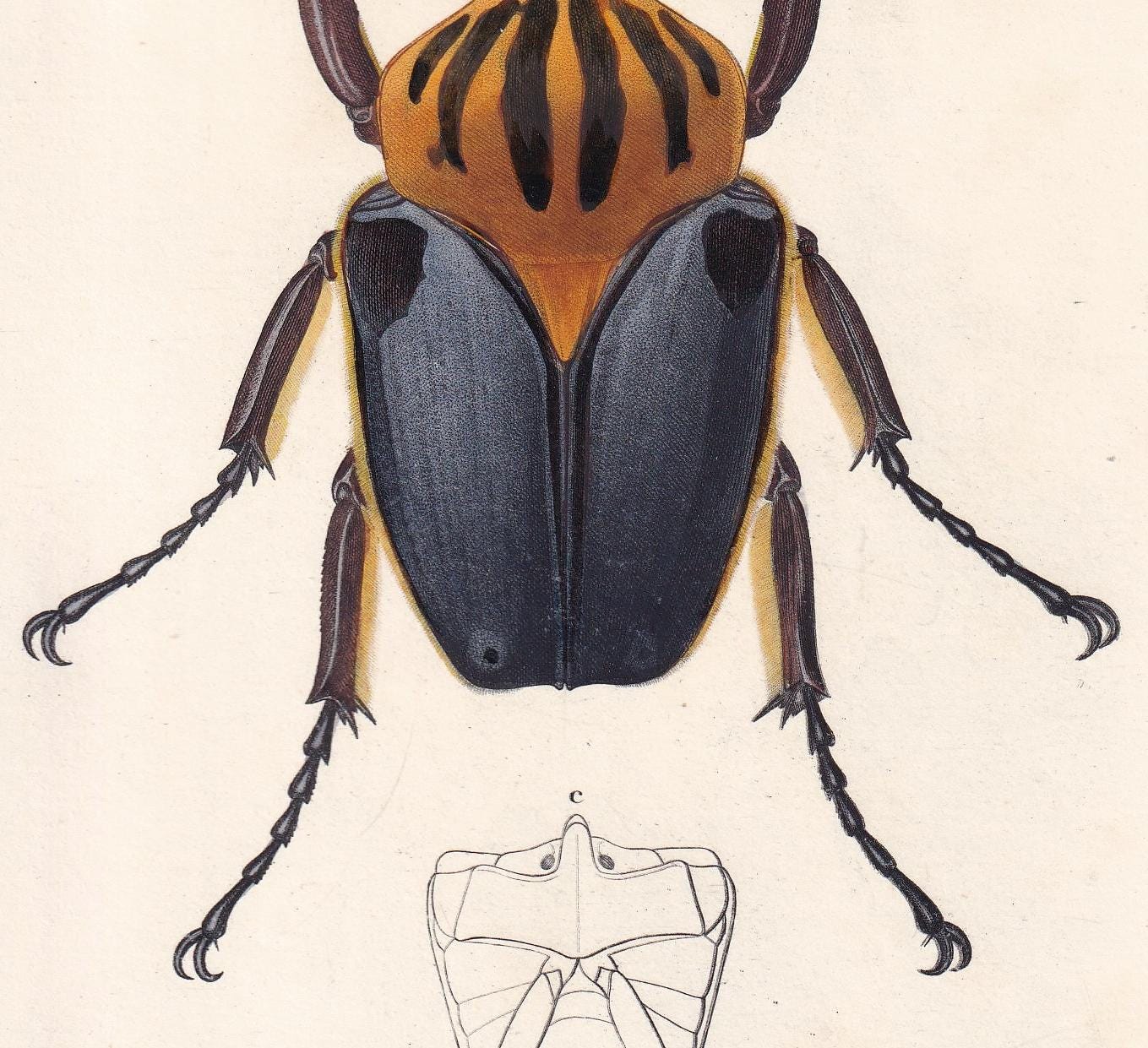 1861 GOLIATH BEETLE Print - Hand-Coloured Antique Print - Orbigny - Insect Wall Art - Gift Decor - 5.75 x 9.75 Inches