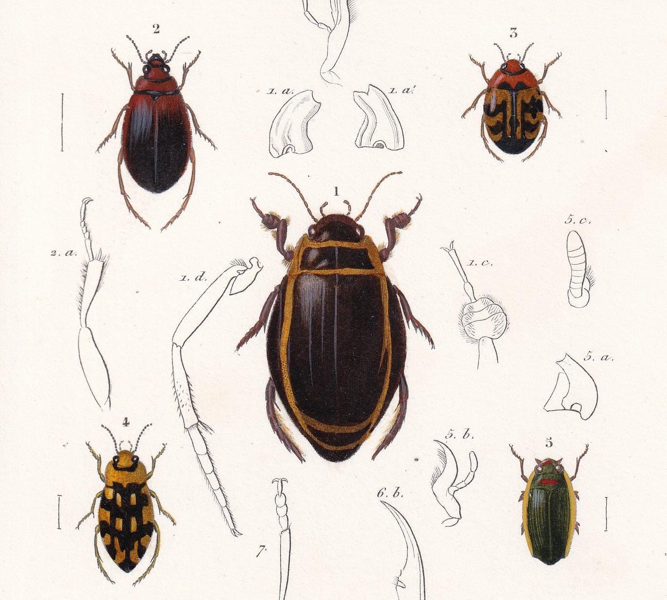 1861 DIVING & ROVE BEETLES Print - Hand-Coloured Antique Print - Orbigny - Insect Wall Art - Gift Decor - 5.75 x 9.75 Inches
