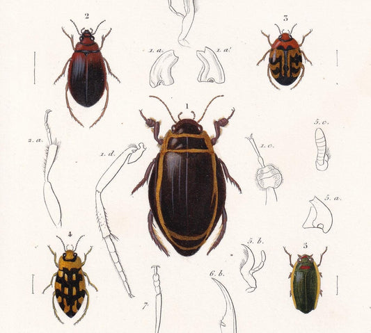 1861 DIVING & ROVE BEETLES Print - Hand-Coloured Antique Print - Orbigny - Insect Wall Art - Gift Decor - 5.75 x 9.75 Inches