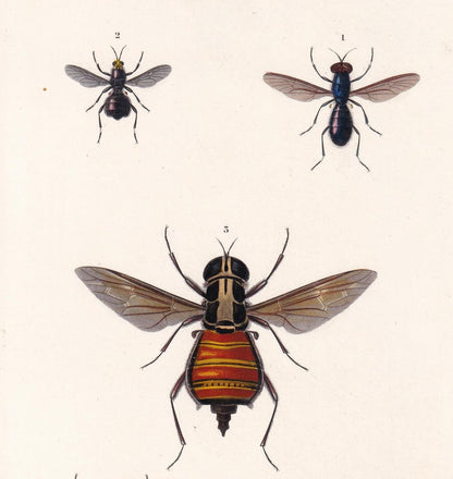 1861 WASPS & FLIES Print - Hand-Coloured Antique Print - Orbigny - Insect Wall Art - Gift Decor - 5.75 x 9.75 Inches