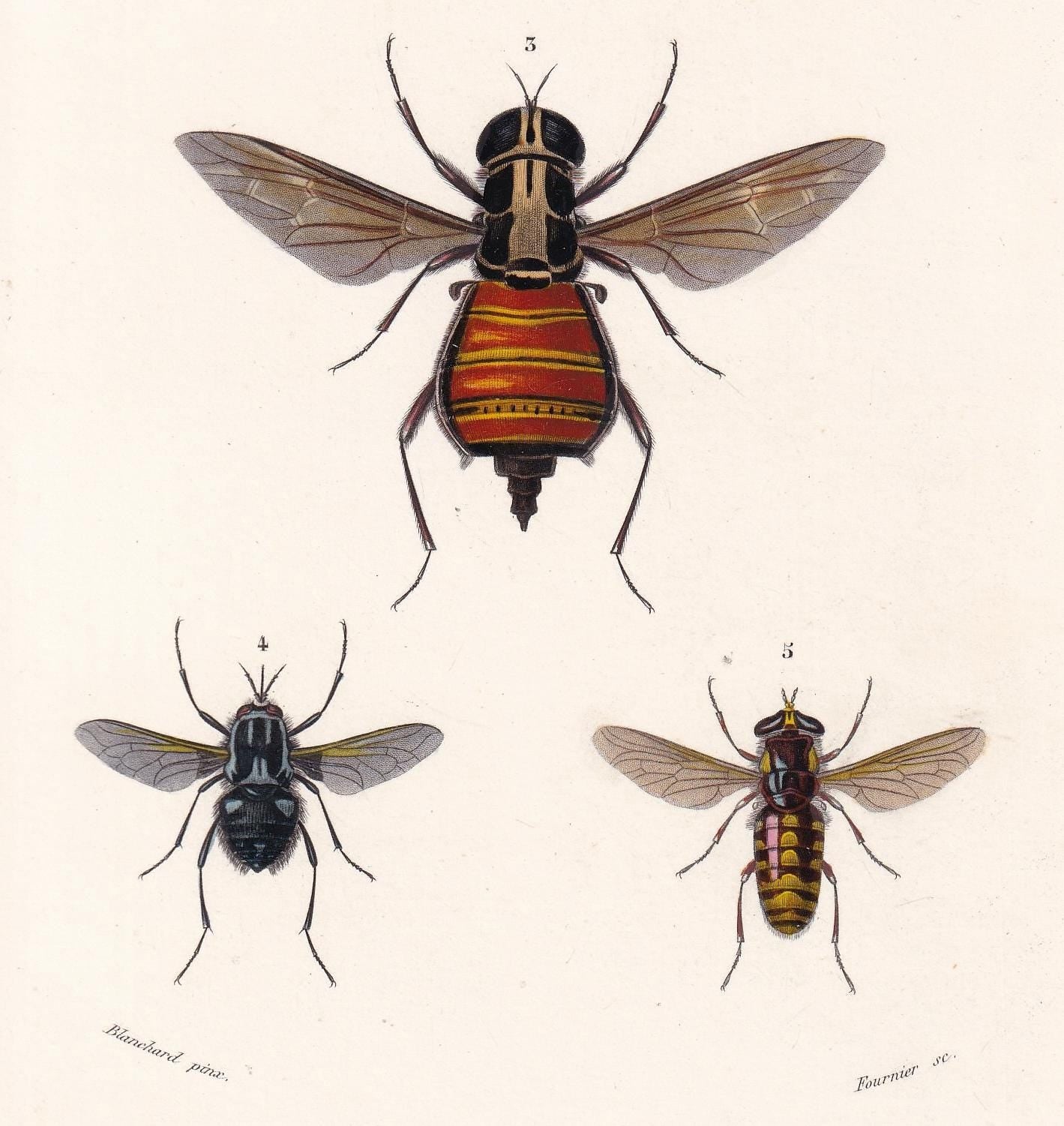 1861 WASPS & FLIES Print - Hand-Coloured Antique Print - Orbigny - Insect Wall Art - Gift Decor - 5.75 x 9.75 Inches