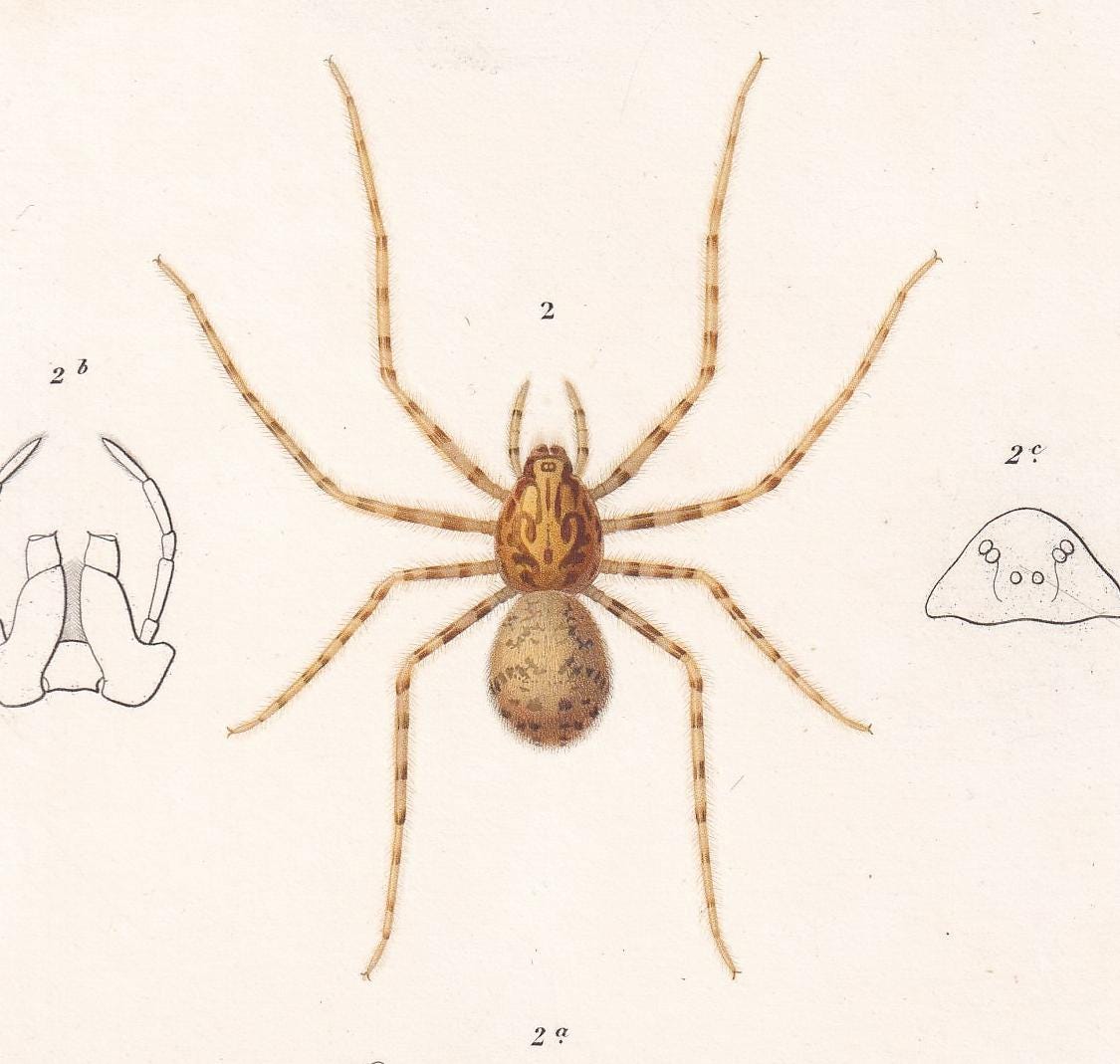 1861 TUNNELWEB & SPITTING SPIDER Print - Hand-Coloured Antique Print - Orbigny - Insect Wall Art - Gift Decor - 5.75 x 9.75 Inches