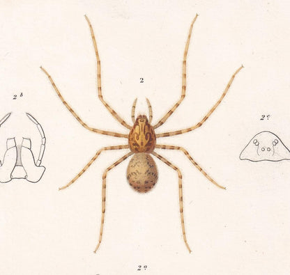 1861 TUNNELWEB & SPITTING SPIDER Print - Hand-Coloured Antique Print - Orbigny - Insect Wall Art - Gift Decor - 5.75 x 9.75 Inches