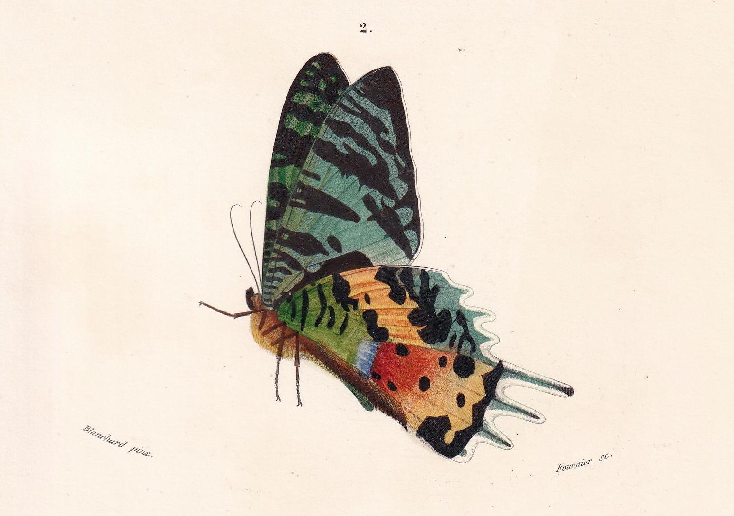 1861 URANIA MOTH Print - Hand-Coloured Antique Print - Orbigny - Butterfly Insect Wall Art - Gift Decor - 5.75 x 9.75 Inches