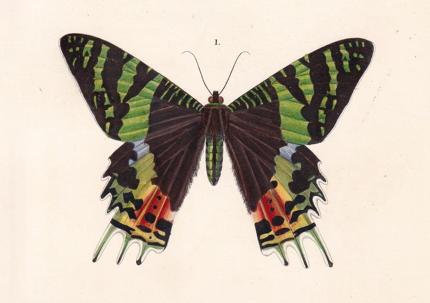 1861 URANIA MOTH Print - Hand-Coloured Antique Print - Orbigny - Butterfly Insect Wall Art - Gift Decor - 5.75 x 9.75 Inches