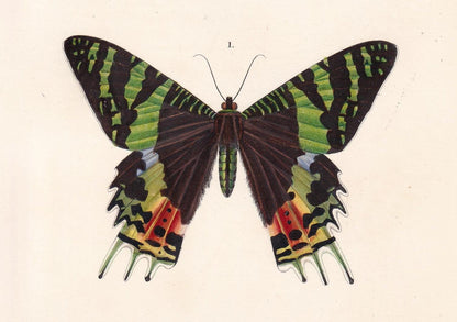 1861 URANIA MOTH Print - Hand-Coloured Antique Print - Orbigny - Butterfly Insect Wall Art - Gift Decor - 5.75 x 9.75 Inches