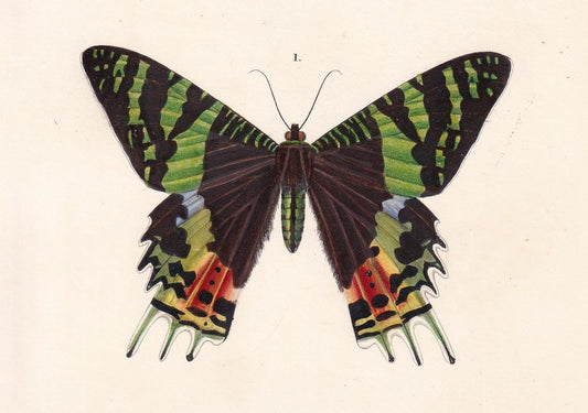 1861 URANIA MOTH Print - Hand-Coloured Antique Print - Orbigny - Butterfly Insect Wall Art - Gift Decor - 5.75 x 9.75 Inches