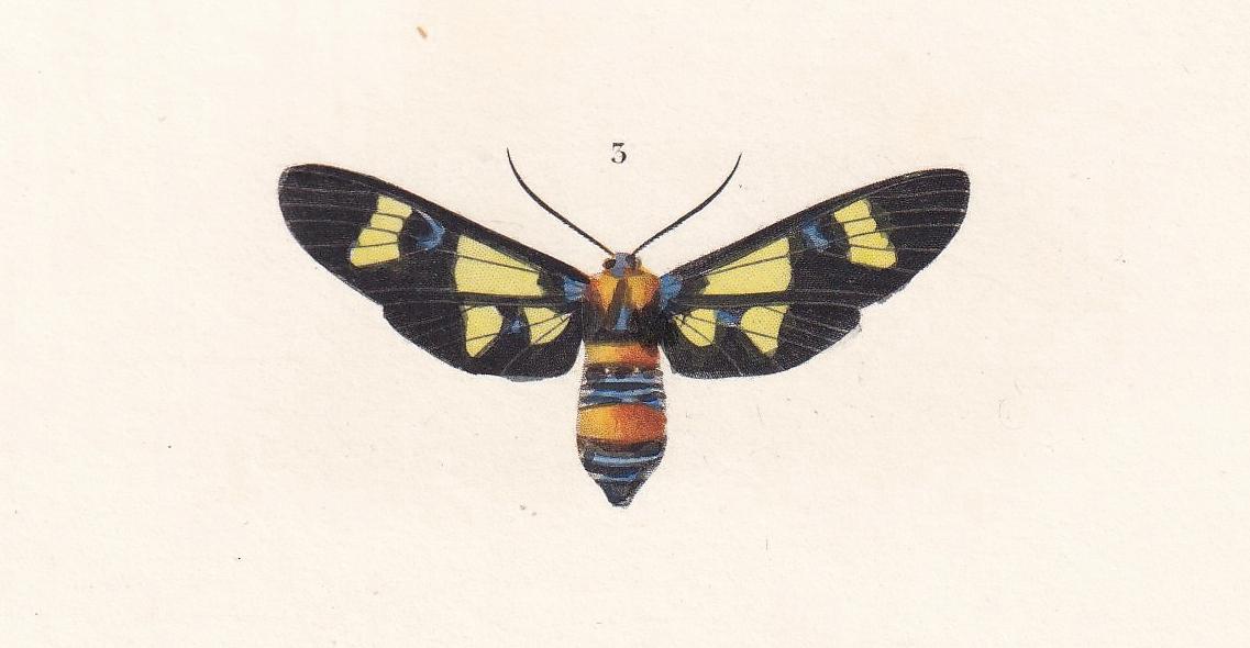 1861 OLEANDER HAWK MOTH, Bee Hawk Moth & Yellow-Belted Burnet Print - Orbigny - Butterfly Insect Wall Art - Gift Decor - 5.75