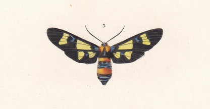 1861 OLEANDER HAWK MOTH, Bee Hawk Moth & Yellow-Belted Burnet Print - Orbigny - Butterfly Insect Wall Art - Gift Decor - 5.75