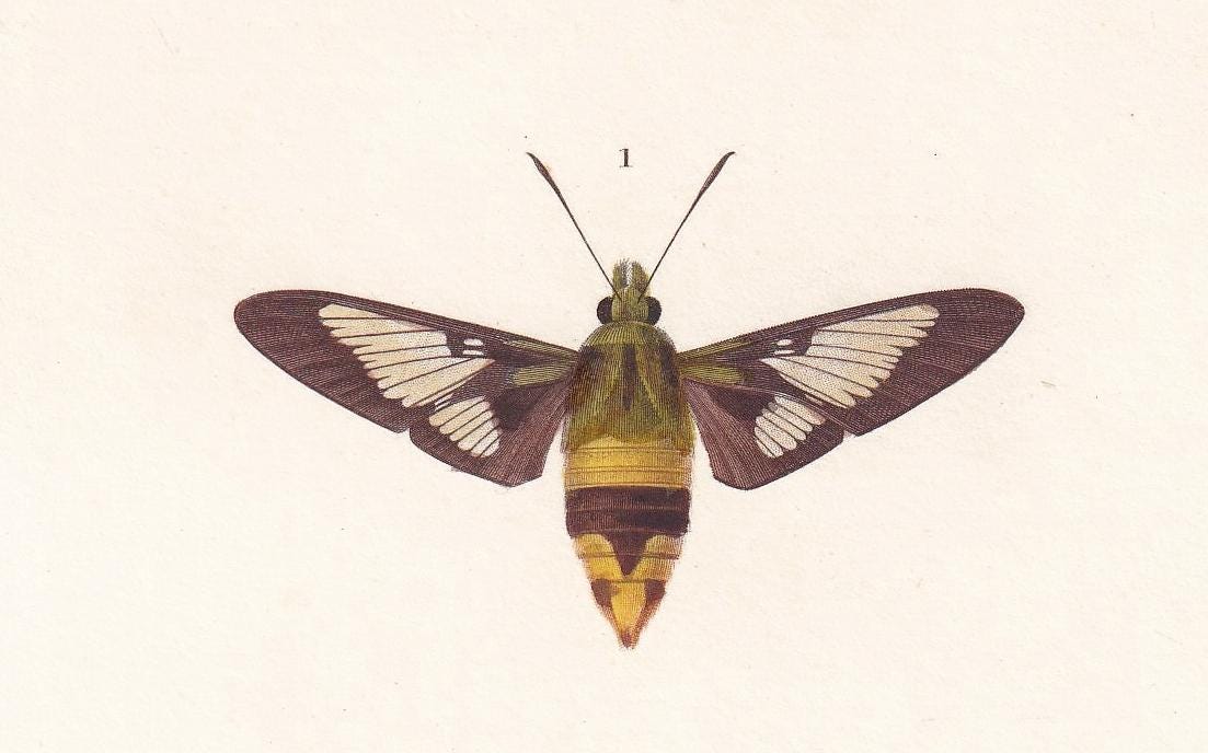 1861 OLEANDER HAWK MOTH, Bee Hawk Moth & Yellow-Belted Burnet Print - Orbigny - Butterfly Insect Wall Art - Gift Decor - 5.75 x 9.75 Inches