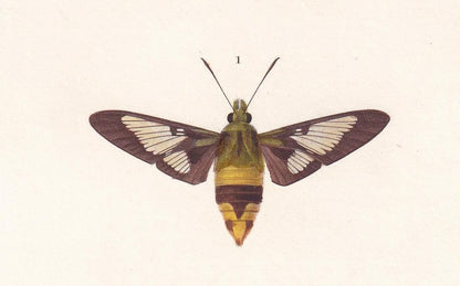 1861 OLEANDER HAWK MOTH, Bee Hawk Moth & Yellow-Belted Burnet Print - Orbigny - Butterfly Insect Wall Art - Gift Decor - 5.75 x 9.75 Inches