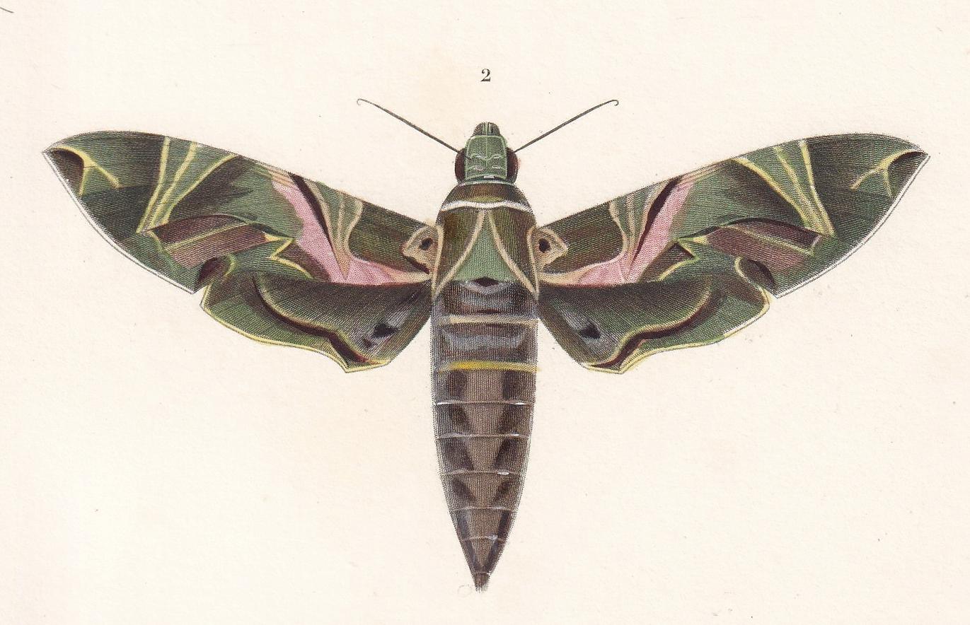 1861 OLEANDER HAWK MOTH, Bee Hawk Moth & Yellow-Belted Burnet Print - Orbigny - Butterfly Insect Wall Art - Gift Decor - 5.75
