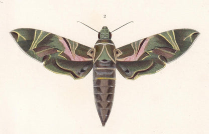 1861 OLEANDER HAWK MOTH, Bee Hawk Moth & Yellow-Belted Burnet Print - Orbigny - Butterfly Insect Wall Art - Gift Decor - 5.75