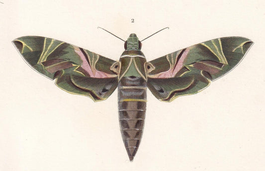 1861 OLEANDER HAWK MOTH, Bee Hawk Moth & Yellow-Belted Burnet Print - Orbigny - Butterfly Insect Wall Art - Gift Decor - 5.75