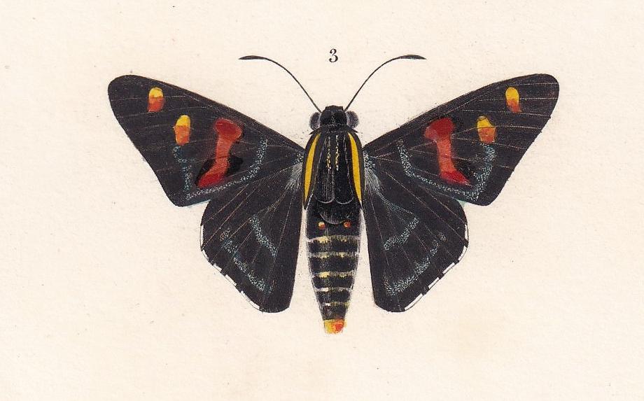 1861 COMMON BROWN MORPHO Moth Print - Hand-Coloured Antique Print - Orbigny - Butterfly Insect Wall Art - Gift Decor - 5.75 x