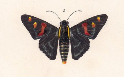 1861 COMMON BROWN MORPHO Moth Print - Hand-Coloured Antique Print - Orbigny - Butterfly Insect Wall Art - Gift Decor - 5.75 x