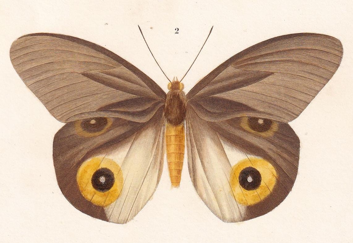 1861 COMMON BROWN MORPHO Moth Print - Hand-Coloured Antique Print - Orbigny - Butterfly Insect Wall Art - Gift Decor - 5.75 x