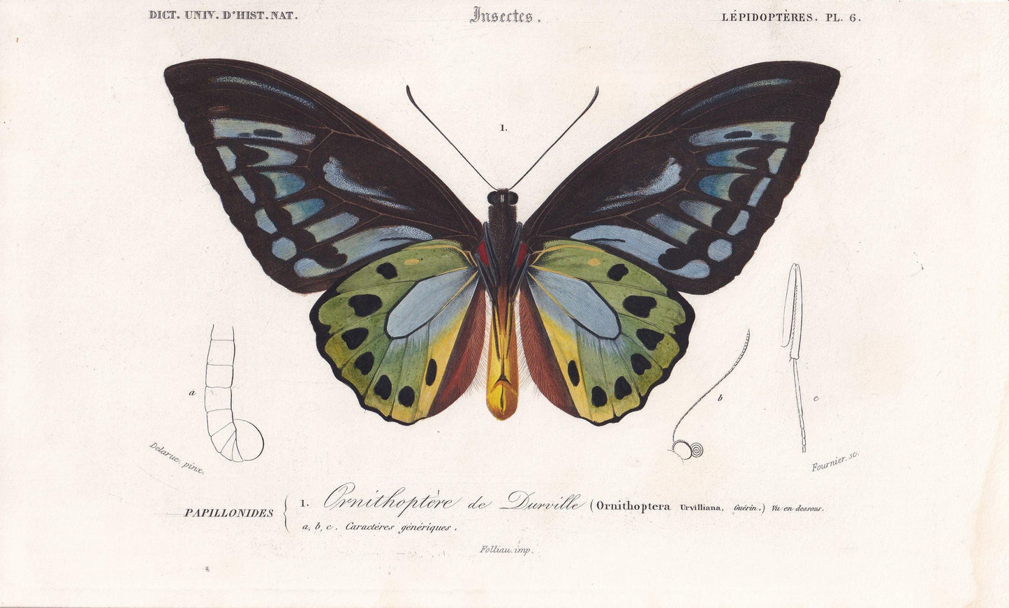 1861 BIRDWING BUTTERFLY Print - Hand-Coloured Antique Print - Orbigny - Butterfly Insect Wall Art - Gift Decor - 5.75 x 9.75 