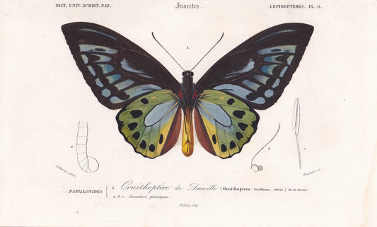 1861 BIRDWING BUTTERFLY Print - Hand-Coloured Antique Print - Orbigny - Butterfly Insect Wall Art - Gift Decor - 5.75 x 9.75 