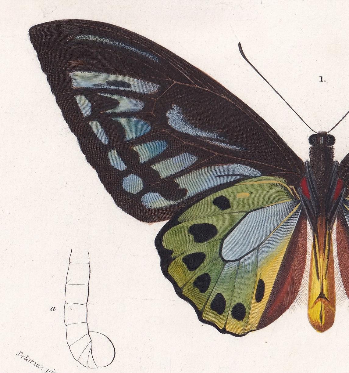 1861 BIRDWING BUTTERFLY Print - Hand-Coloured Antique Print - Orbigny - Butterfly Insect Wall Art - Gift Decor - 5.75 x 9.75 