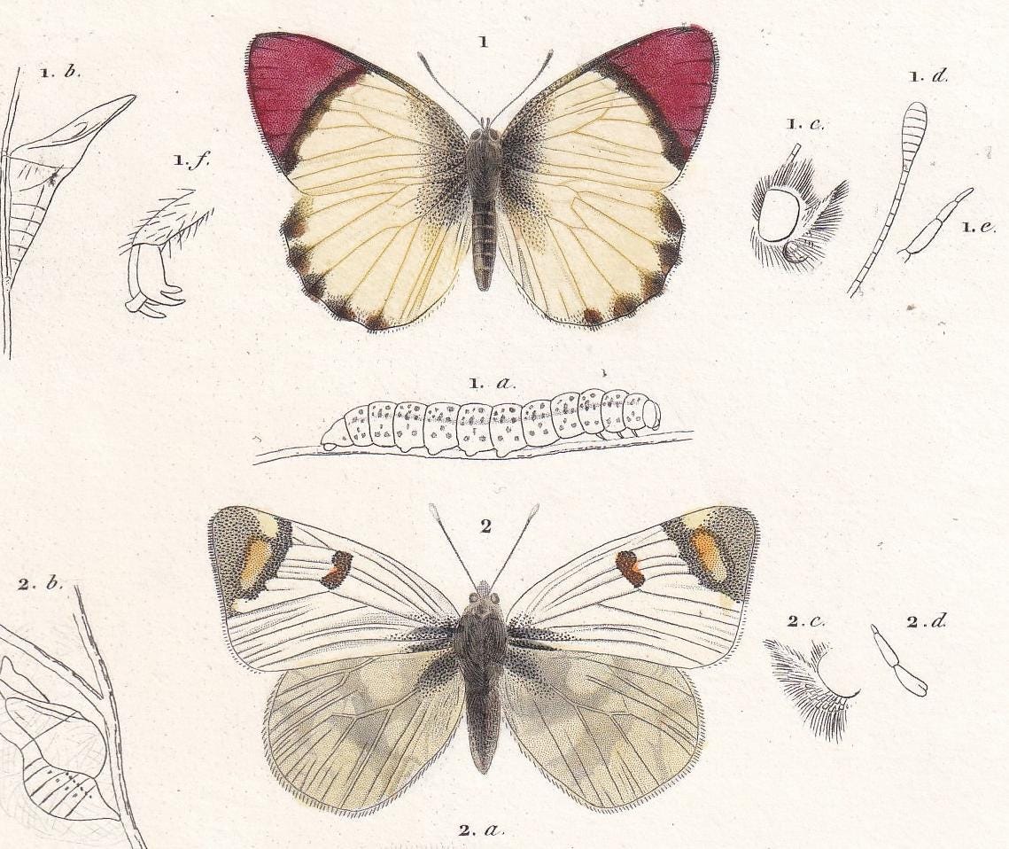 1861 BUTTERFLIES Print - Hand-Coloured Antique Print - Orbigny - Insect Wall Art - Gift Decor - 5.75 x 9.75 Inches